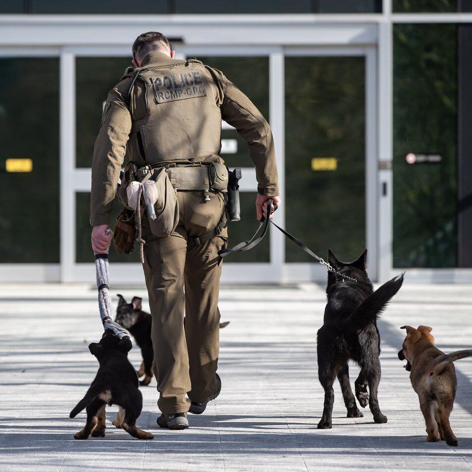 Problems with RCMP police dog program pose 'health and wellness risks': evaluation
